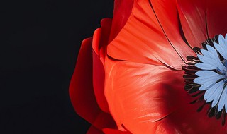 Mardi 11 novembre 2025